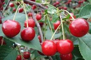 Imagen de un árbol de cerezo