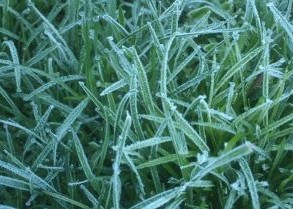 Cuidado del pasto en invierno