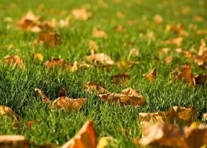 Cuidado del pasto en otoño