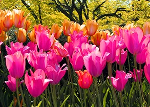 Imagen de pradera de tulipanes